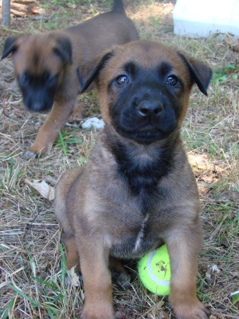 De La Ganaderia - Chiots disponibles - Berger Belge