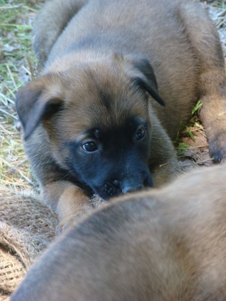 De La Ganaderia - Chiots disponibles - Berger Belge