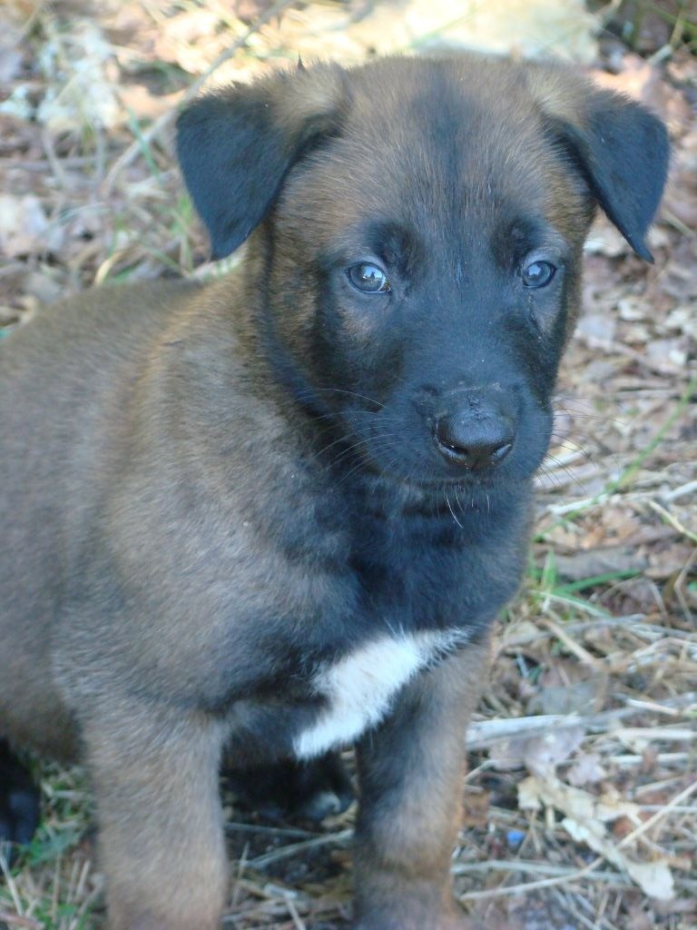 De La Ganaderia - Chiots disponibles - Berger Belge